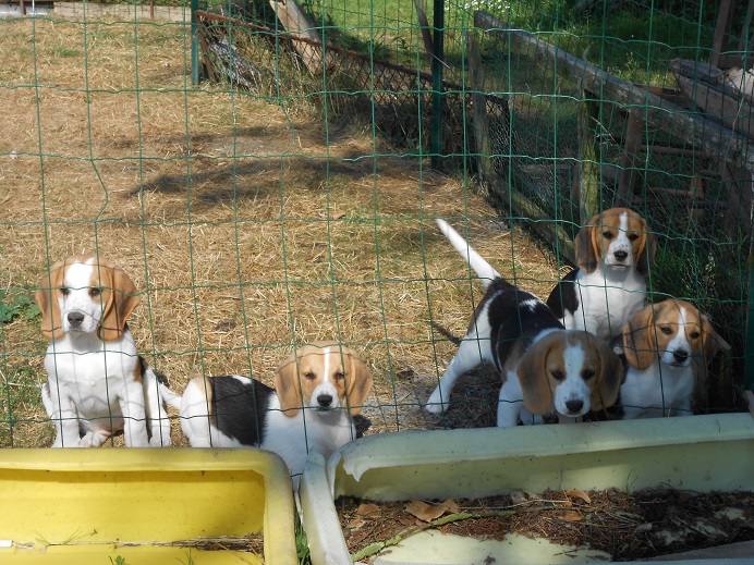 Photo envoyée sur mon email après décès de 10 chiens de la meute